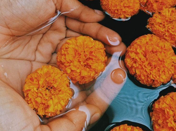 Ringelblumen in einer Hand, perfekt für entzündungshemmende Salben.