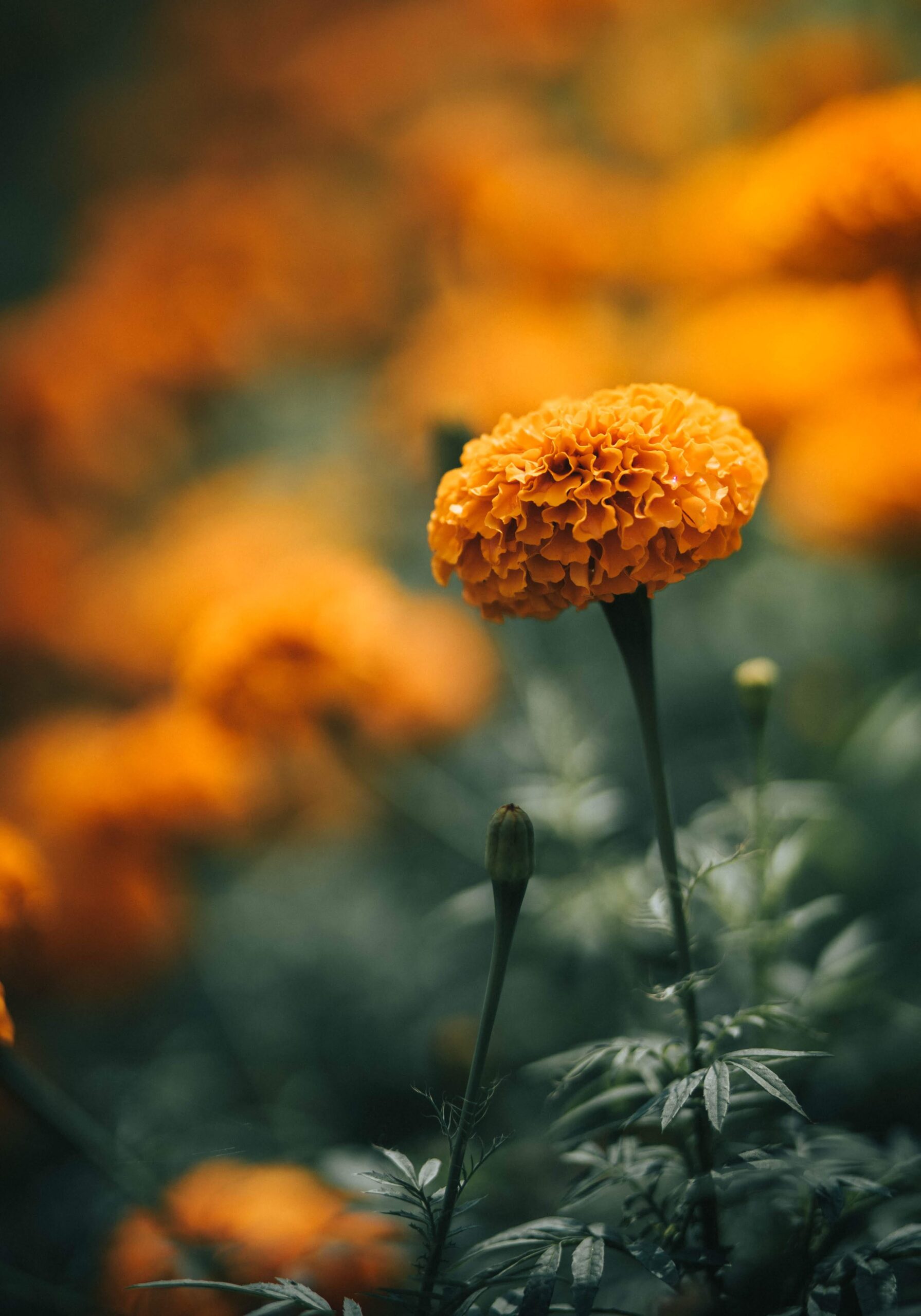 Leuchtend orangefarbene Ringelblume